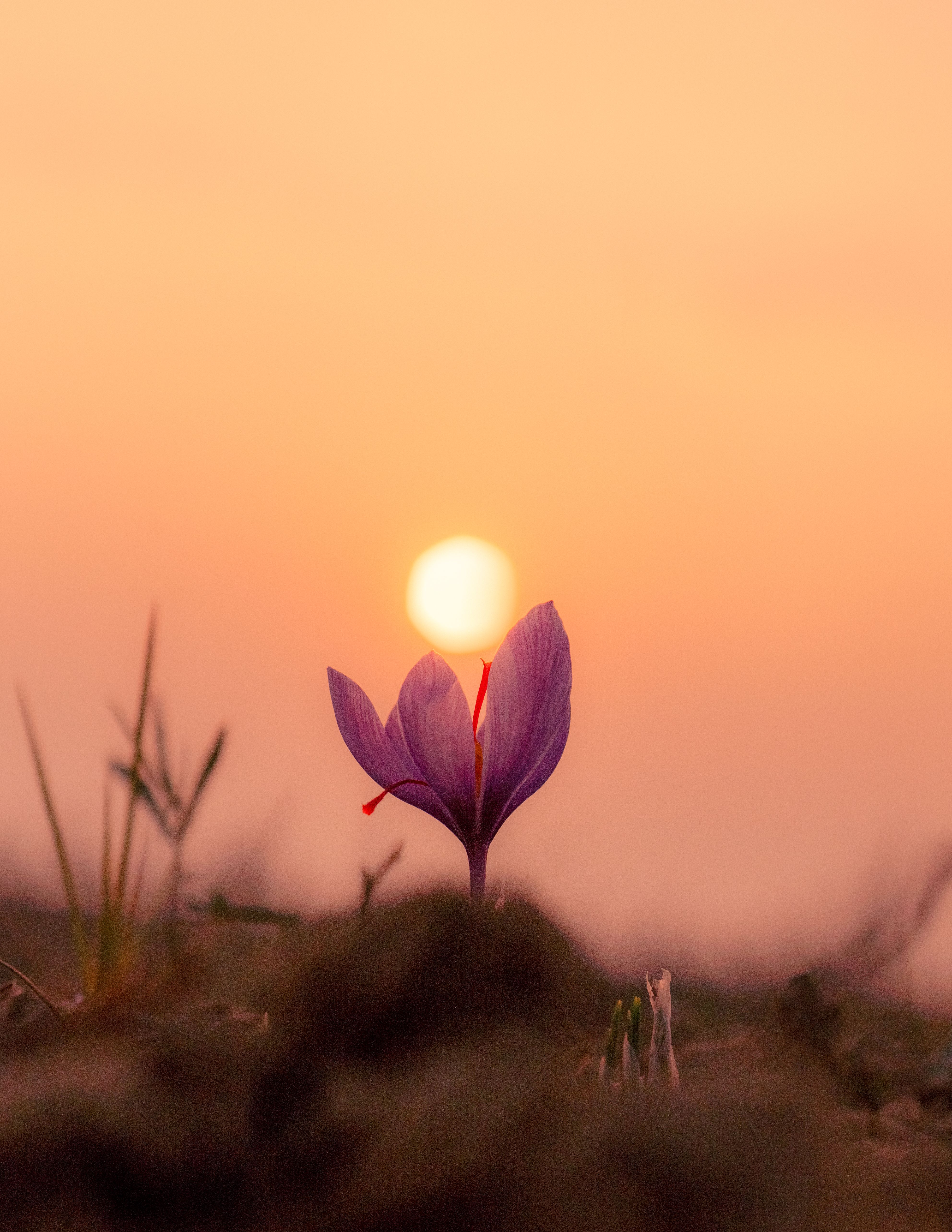 A single saffron crocus at golden sunset